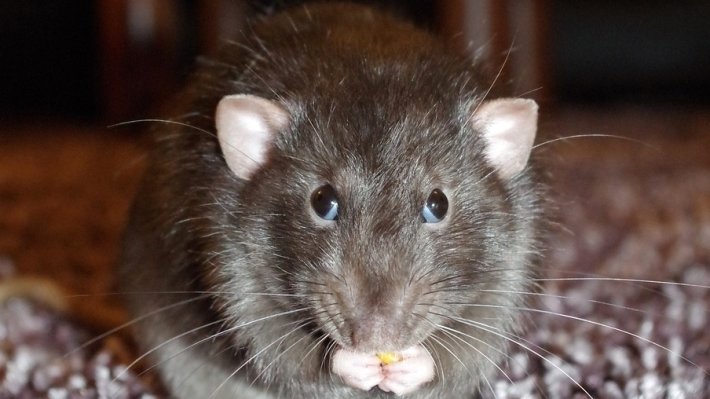 Российские ученые с грустью следят за экспериментами японцев по «созданию крысолюдей»