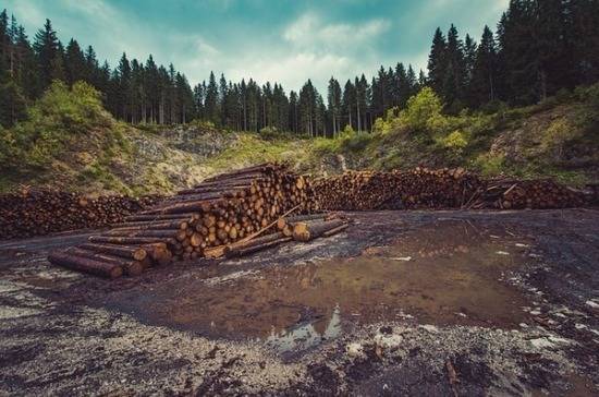 Депутат предложил запретить сдавать леса в аренду иностранцам