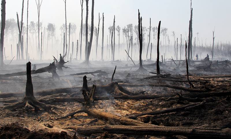 Экологи предсказали исчезновения российского леса через 10 лет