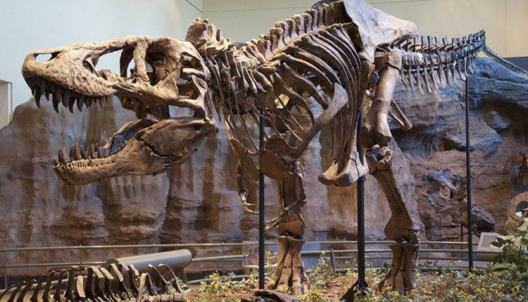 В Китае впервые нашли след тираннозавра