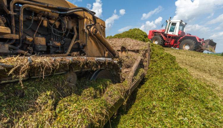 Агропромышленная корпорация из 14 предприятий заработает в Беларуси