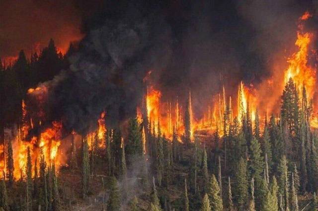 В РФ предложили бомбить горящие леса Сибири
