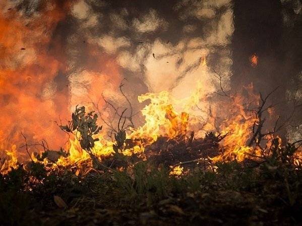 Площадь лесных пожаров в РФ достигла 3 млн га