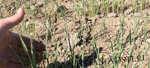 Оптимизм по поводу урожая российской пшеницы угасает из-за засухи