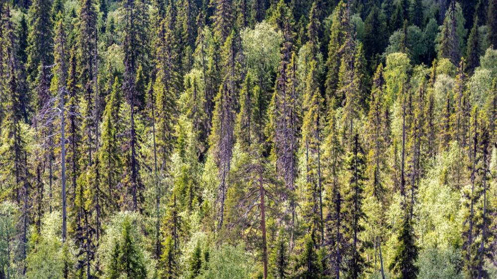 Манипулирование статистикой: В WWF пообещали России жизнь без леса в ближайшее 10-летие, поспорив с официальными данными