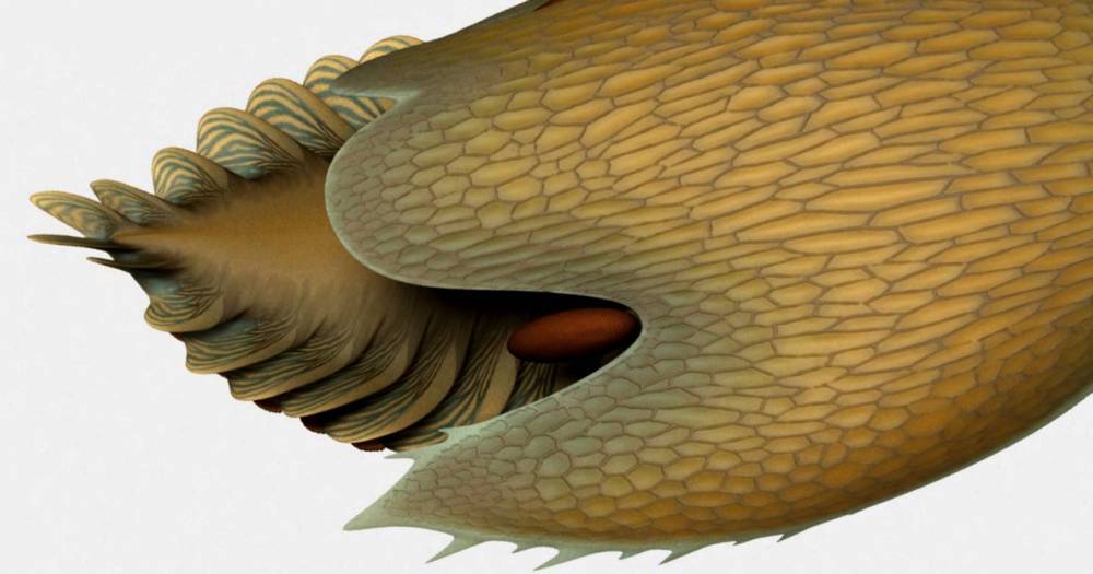 Ученые описали ранее неизвестного хищника возрастом более 500 млн лет