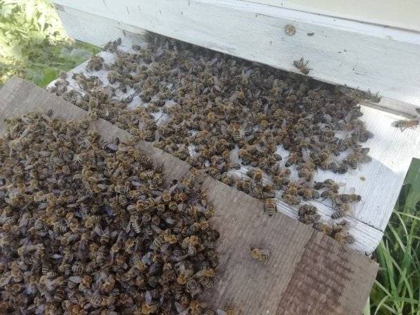 В россельхозе Башкирии объяснили причину массовой гибели пчел