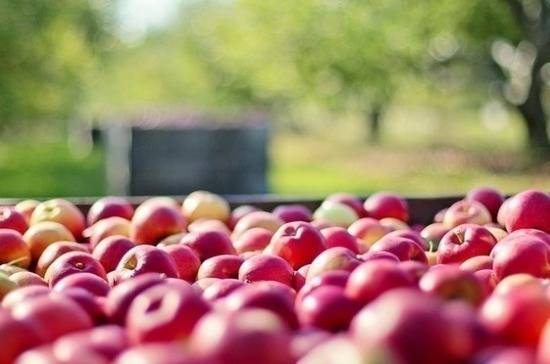 Россия приостановит ввоз яблок и персиков из Китая