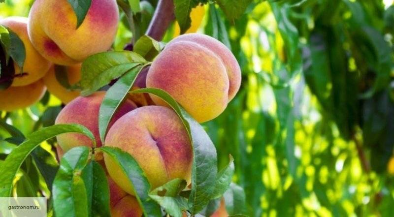 Россельхознадзор запретил импорт персиков, яблок, вишни и слив из Китая