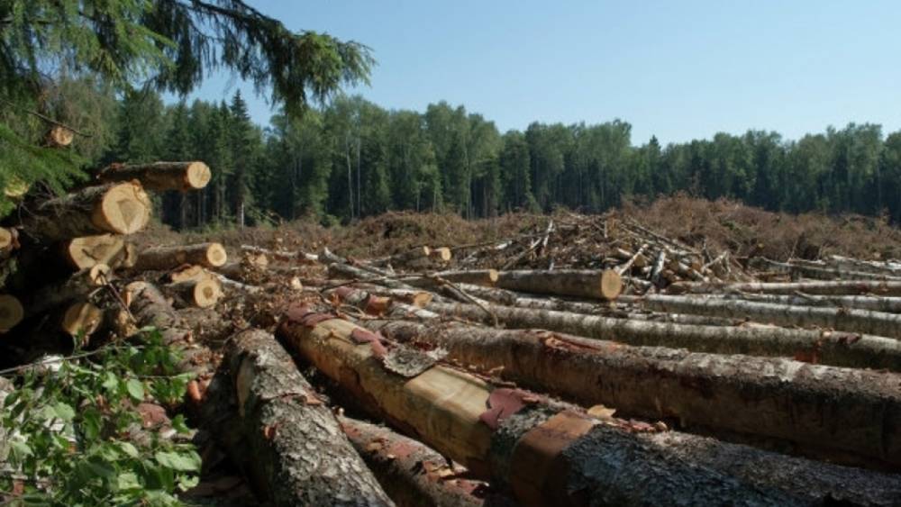 Лес только для русских, лесников вернуть: Депутат перечислил меры, которые спасут леса страны