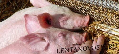 За две недели АЧС поразила в Польше более 17 тыс. свиней