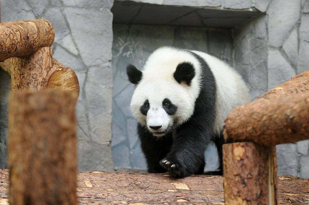В Московском зоопарке отмечают день рождения панд