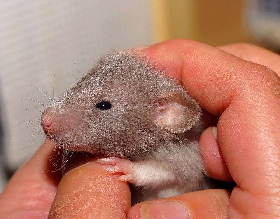Япония одобрила эксперименты с человеческими клетками и эмбрионами мышей