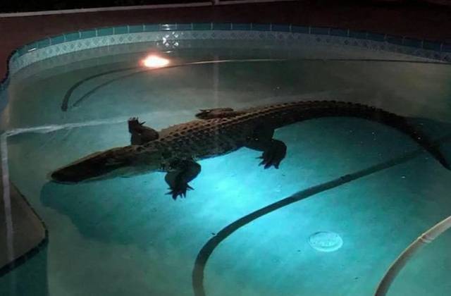 В США в бассейн у дома пробрался аллигатор