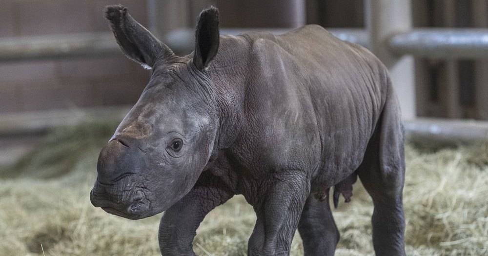 Биологи сделали важный шаг к&nbsp;спасению почти вымершего носорога