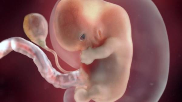 В Японии одобрили эксперименты с эмбрионами человека и животных