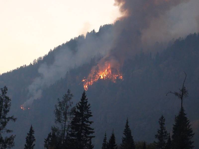 Регионы РФ могут обязать тушить лесные пожары, даже если нет угрозы
