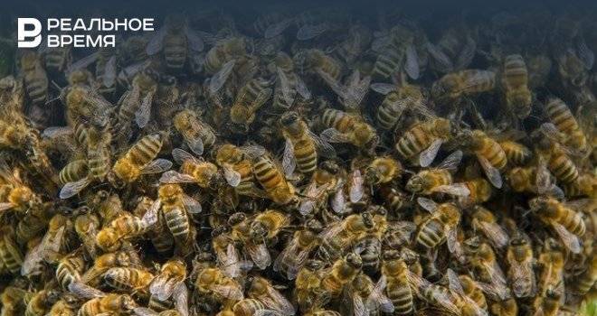 Союз пчеловодов сообщил о связи борьбы с борщевиком с гибелью пчел