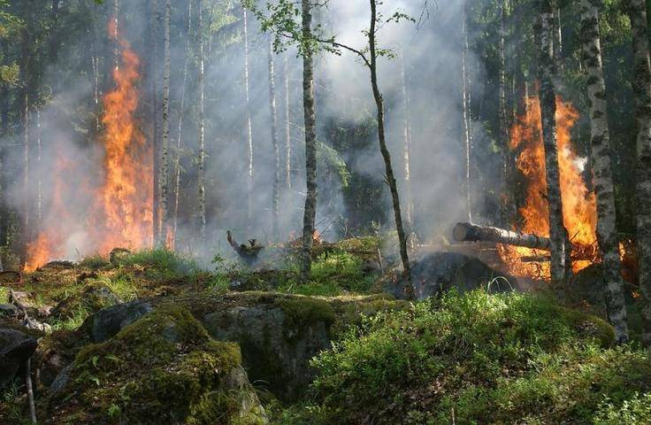 Авиация МЧС начала тушение лесных пожаров в Красноярском крае