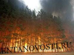 WWF предрек исчезновение промыслового леса в России из-за пожаров