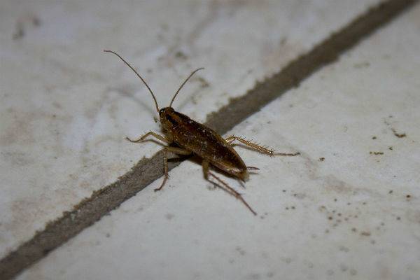 Человечество не сможет извести тараканов, посетовали в МГУ