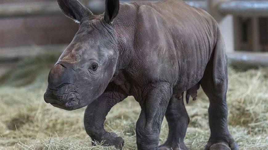 В зоопарке Сан-Диего родился первый белый носорог «из пробирки» - mir24.tv - Юар - county San Diego