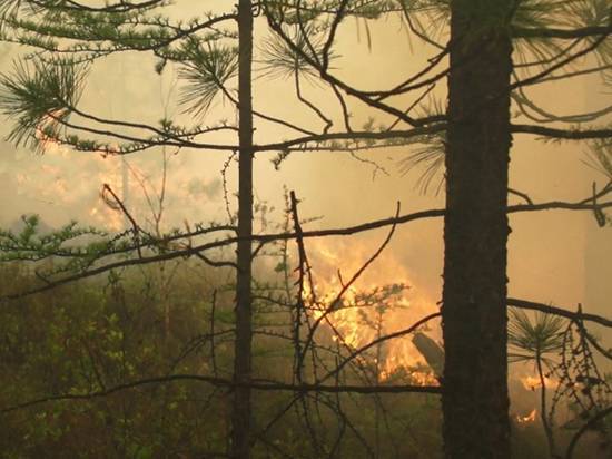 Названы катастрофические последствия пожаров в Сибири