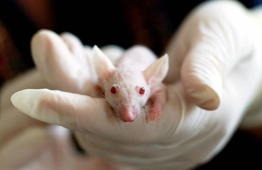 В Японии начнут создавать гибридных эмбрионов человека и мыши