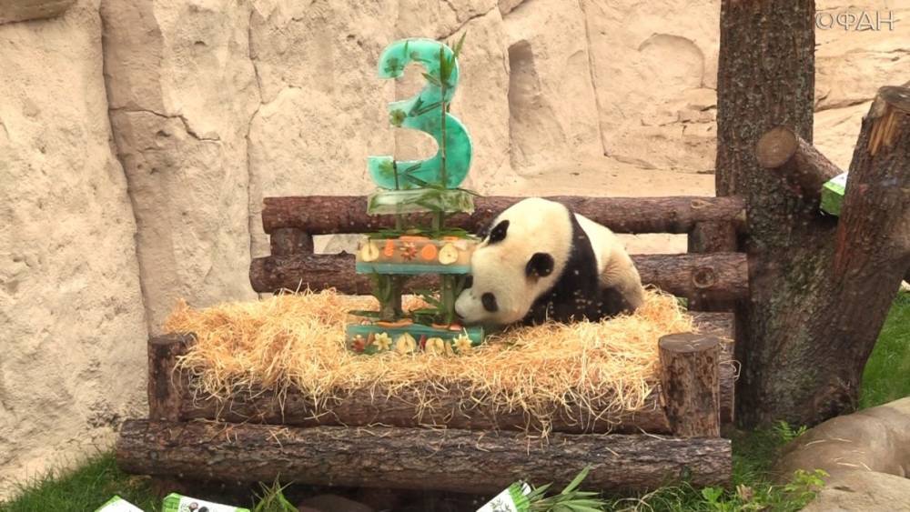 Первый день рождения больших панд в Московском зоопарке.