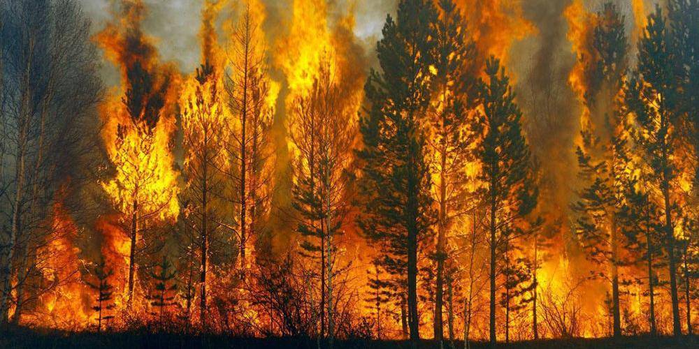 Россияне поблагодарили Ди Каприо за внимание к пожарам в Сибири