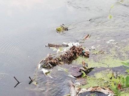 Природоохранная прокуратура назвала предполагаемого виновника загрязнения реки в Башкирии