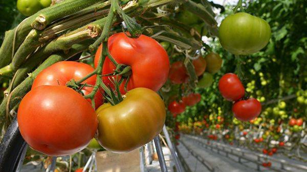 Россию ждет рекордный урожай овощей