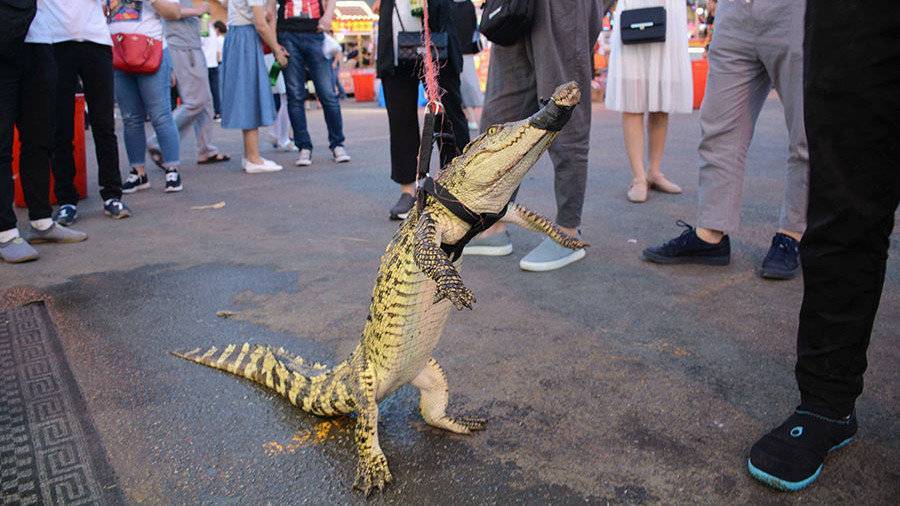 Рецидивист разгуливал по улицам Смоленска с «крокодилом»