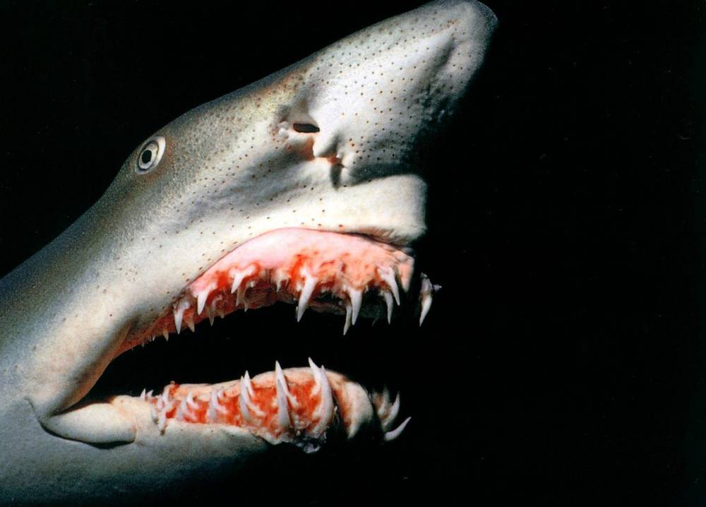 Ученые обнаружили уникальную акулу: собратья нервно курят в сторонке
