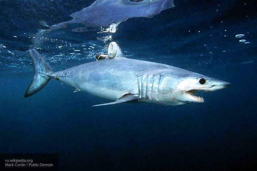 Мужчина уберег своих детей от нападения акулы, намереваясь сделать фото