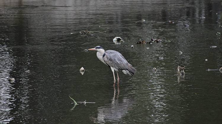 "Цапля примет решение": о будущем птицы на реке Салгир рассказала Маленко