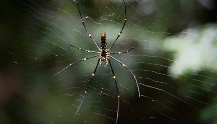 Новый вид австралийских пауков-скакунов назвали в честь Карла Лагерфельда