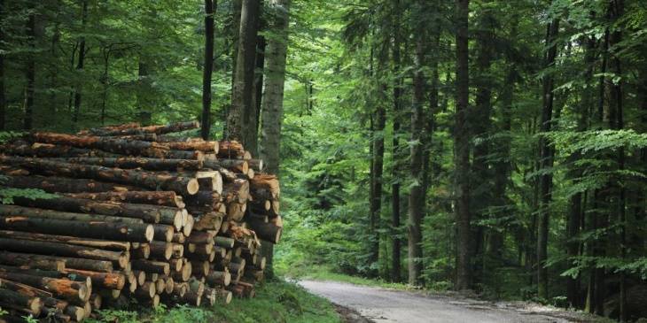 Медведев отправил в отставку главу Федерального агентства лесного хозяйства