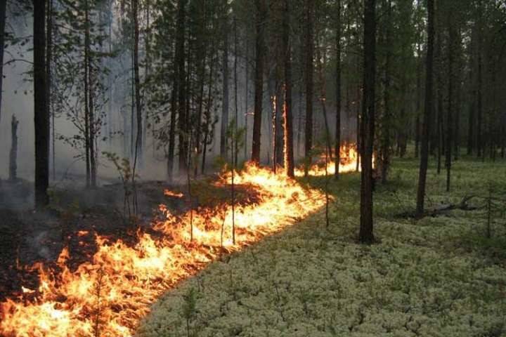 Вблизи Станицы Луганской горит заминированный лес: есть раненый