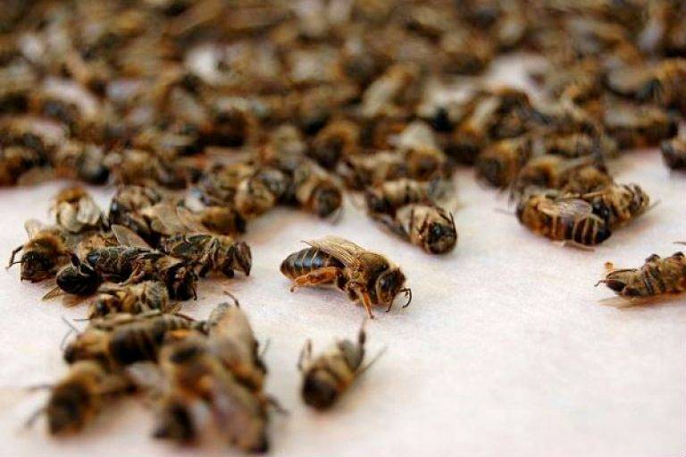 В Удмуртии начали массово погибать пчелы