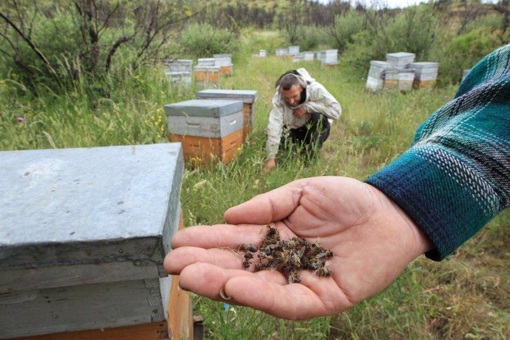 Ульи уходят в небо. Почему в Ульяновской области массово гибнут пчелы и ответит ли за это кто-нибудь