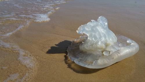 К берегам Израиля движется гигантское скопление медуз