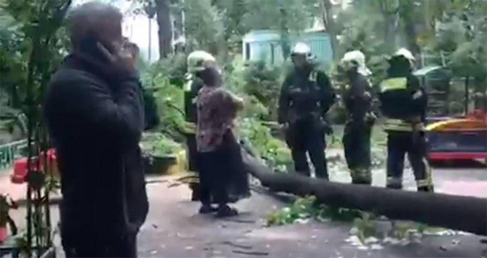 Дерево упало на двухлетнего ребенка в Гольяновском проезде
