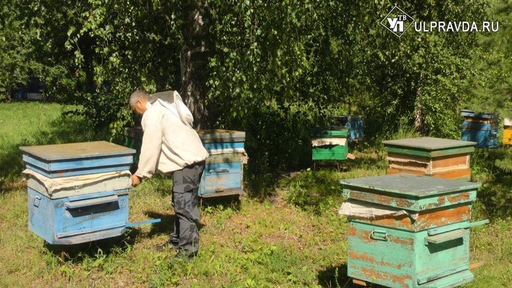 Цветы, вода, тишина и соцконтракт. Что нужно пчеловоду из Ульяновского района для пасеки