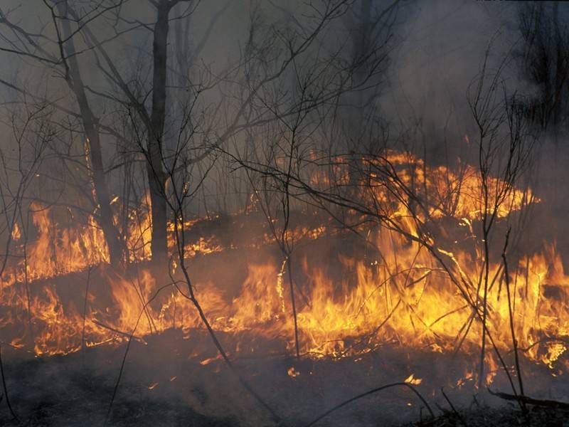 Заминированный лес загорелся в Донбассе