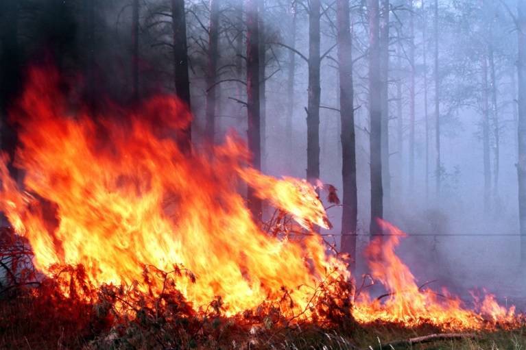В районе Станицы Луганской загорелся заминированный лес | Новороссия