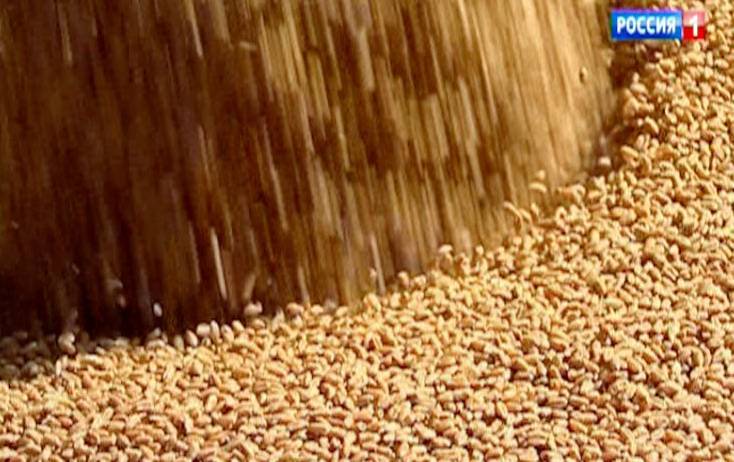 На Дону в хлебных запасах и пробах пшеницы обнаружили вредителей