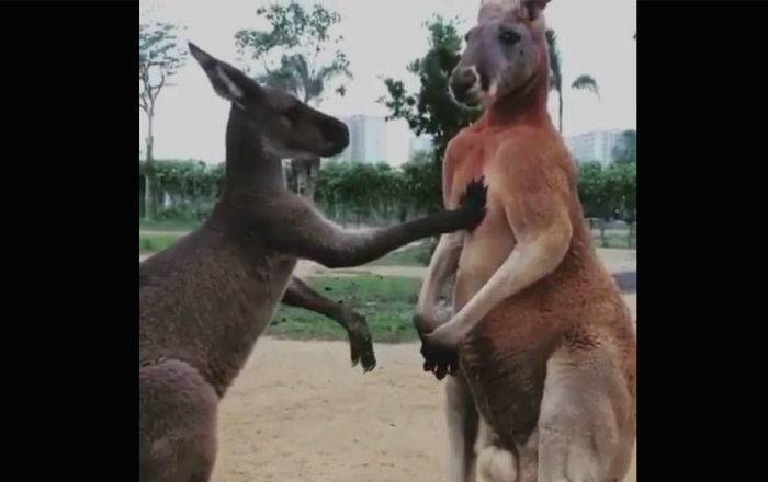 Бьет, значит любит! На вирусном видео из сети кенгуру умоляет самца ее простить