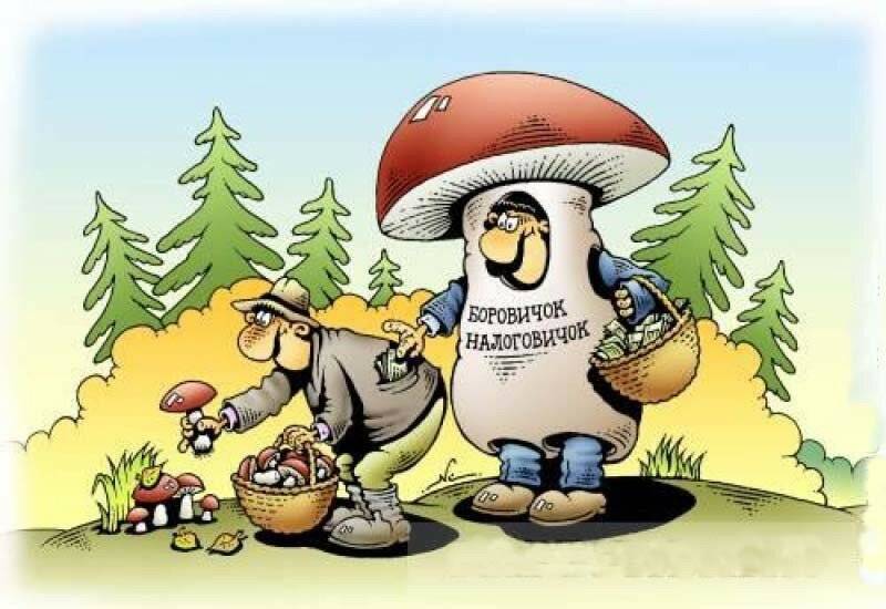 Будут нам ягодки: россиян будут «дрючить» за сбор грибов (ВИДЕО) — Информационное Агентство "365 дней"