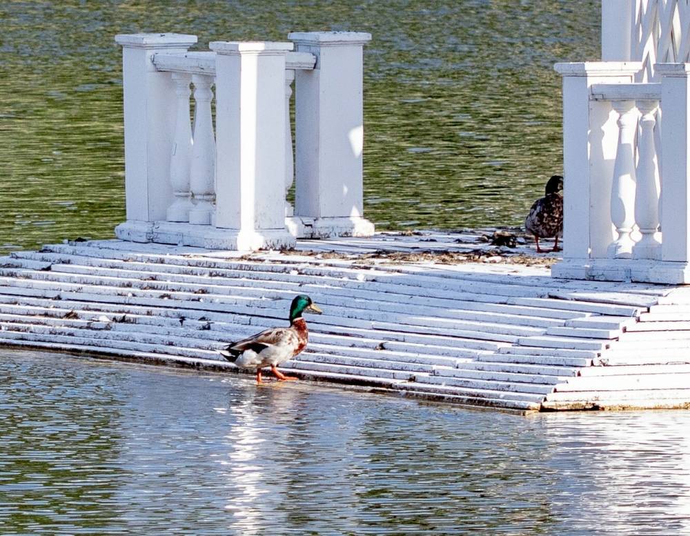 В Лебедином озере в Астрахани завелись утки, черепаха и крыса